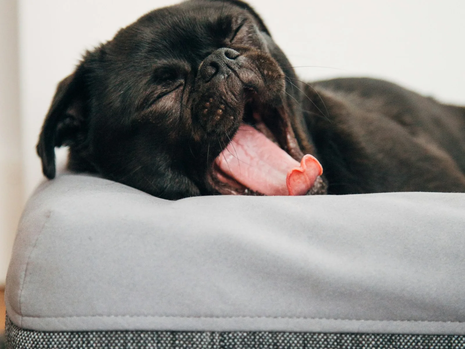 black pug yawning on Casper pet bed inside room