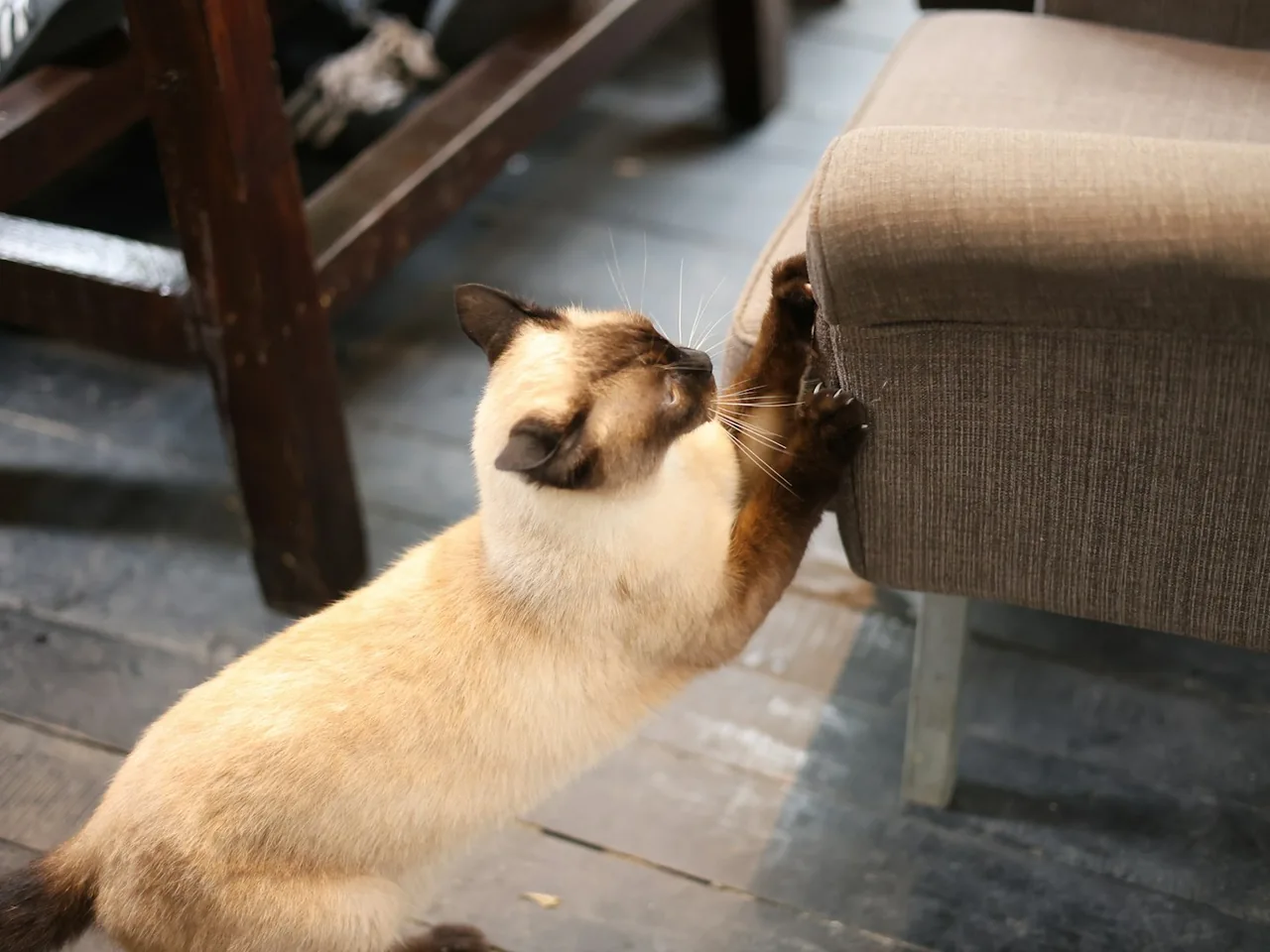 Siamese cat scratching a chair leg