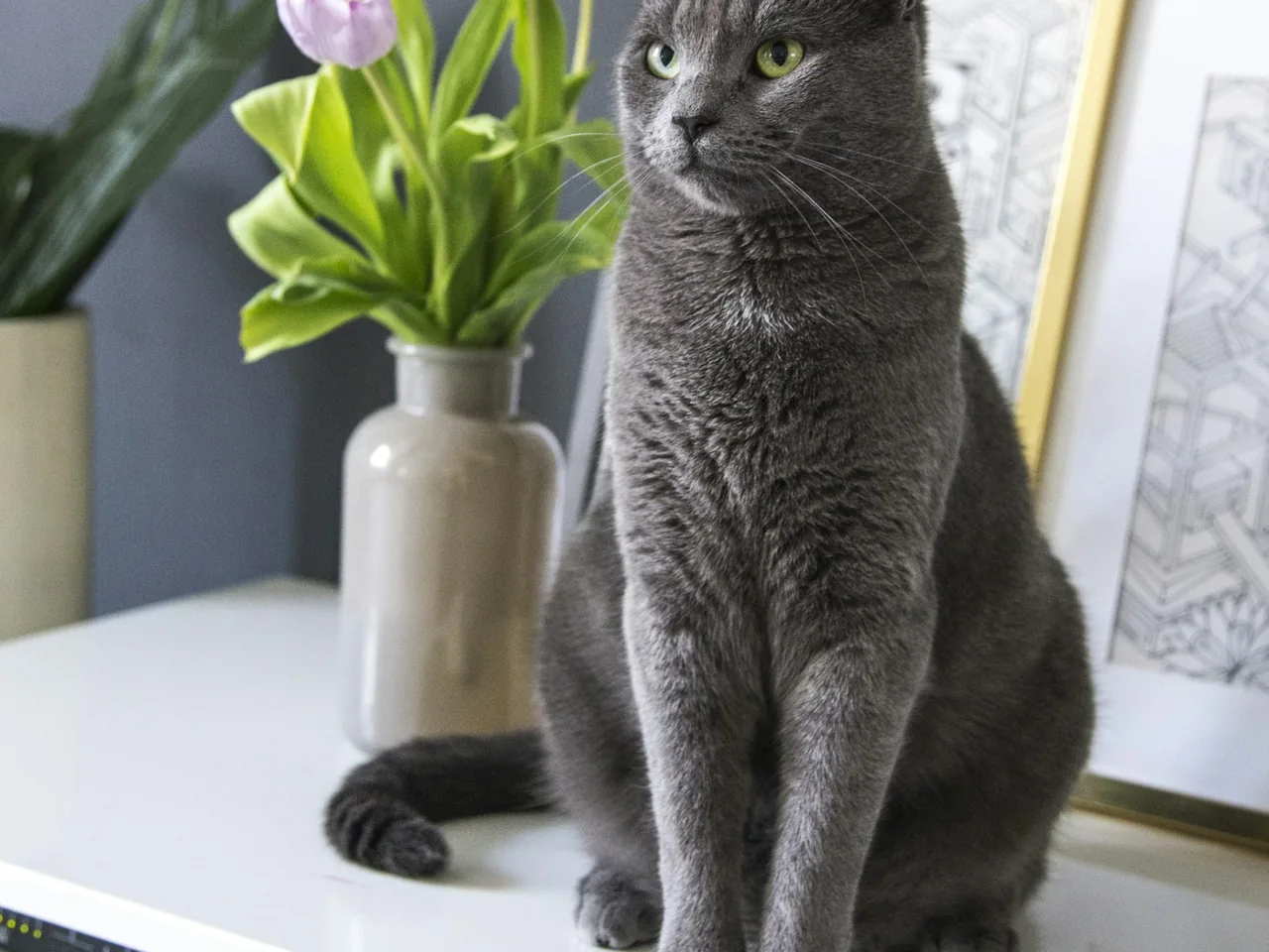 russian blue cat on white table