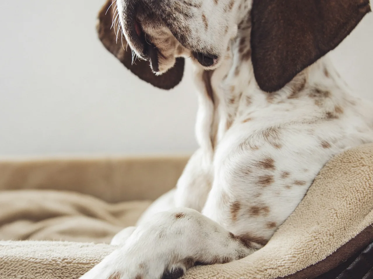 white and brown dog sitting on gray and black couch