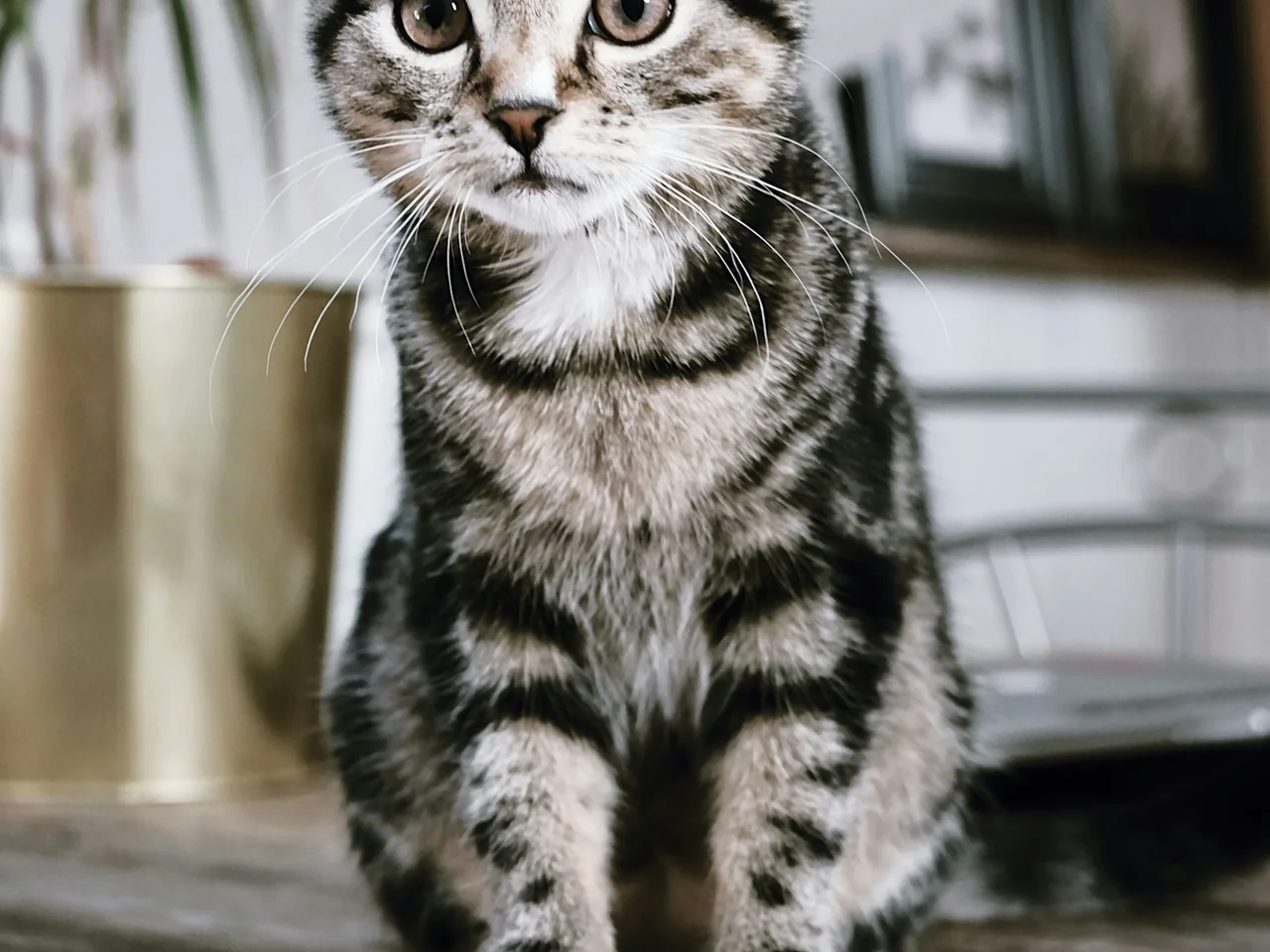 silver tabby cat on brown wooden table