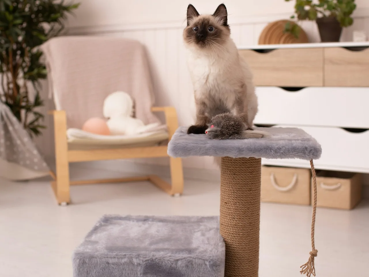 a cat sitting on top of a cat tree