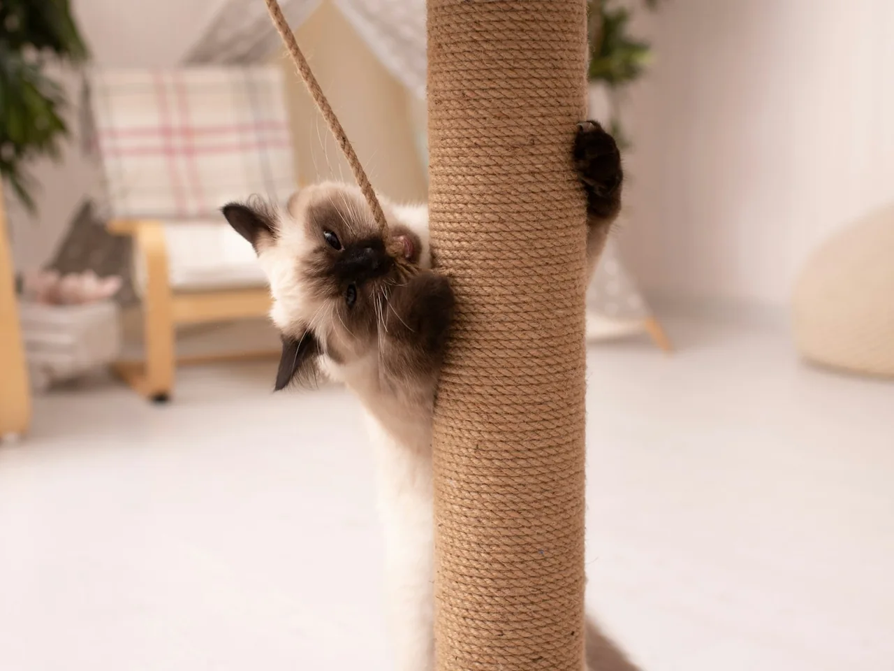 a cat playing with a scratching post in a living room